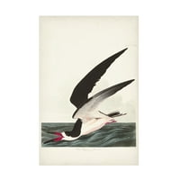 John James Audubon' Crni Skimmer Ili Shearwater ' Platno Art
