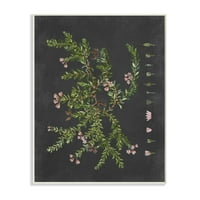 Stupell Industries Botanički crtež cvijet ružičasta na crnom dizajnu zidna ploča od strane slova i obložene