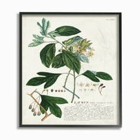 Ilustracija botaničke fabrike Stupell Industries zeleni listovi Vintage dizajn uokvirena zidna Umjetnost
