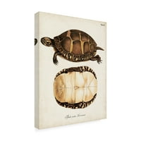 Unknown 'Antique Turtles & Shells IV' platno Art
